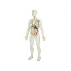 Juego miniland anatomia humana 45 piezas 56 cm 68604-99060